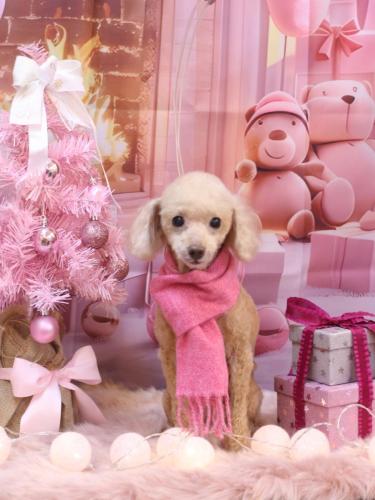 20241218バズくん